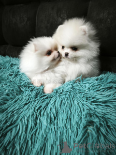 Photo №2 to announcement № 133675 for the sale of pomeranian - buy in Georgia private announcement, from nursery, breeder