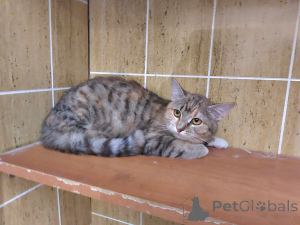 Photo №2 to announcement № 166394 for the sale of  - buy in Russian Federation from the shelter