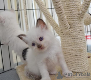 Photo №1. birman - for sale in the city of Nieuwpoort | 634$ | Announcement № 102984