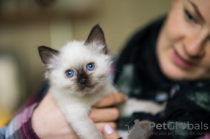 Photo №1. ragdoll - for sale in the city of Mainz | Is free | Announcement № 95891