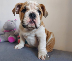 Photo №2 to announcement № 71262 for the sale of english bulldog - buy in Poland breeder