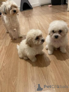 Photo №1. bichon frise - for sale in the city of Bernie | negotiated | Announcement № 171863