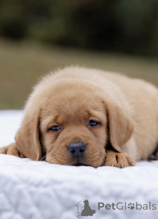 Photo №3.  Fox Red Labrador Puppy - 10 Weeks Old - Ready to Cuddle. United Kingdom