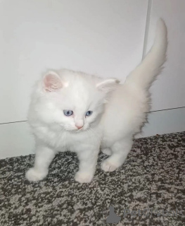 Photo №1. turkish angora - for sale in the city of Gladbeck | 361$ | Announcement № 169820