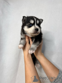 Photo №2 to announcement № 80858 for the sale of pomeranian, siberian husky - buy in France private announcement, from nursery