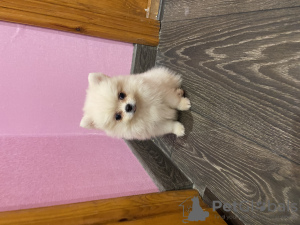 Photo №4. I will sell pomeranian in the city of Москва. breeder - price - 2388$