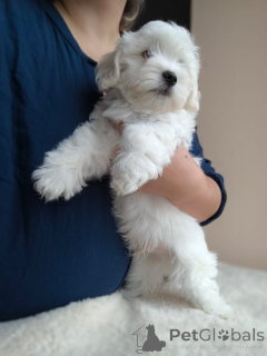 Photo №4. I will sell maltese dog in the city of Saint-Vit. breeder - price - 1755$