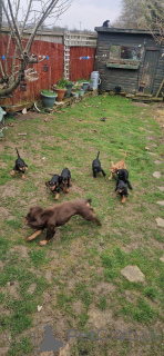 Photo №2 to announcement № 176160 for the sale of non-pedigree dogs - buy in Belgium private announcement