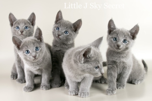 Photo №1. russian blue - for sale in the city of Moscow | 470$ | Announcement № 2188
