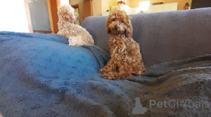 Additional photos: Toy Poodle