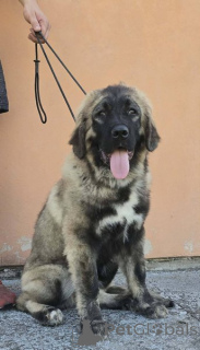 Photo №3. High quality Caucasian Shepherd puppies. Serbia