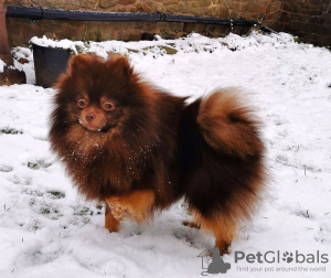 Additional photos: Rare exotic color of gorgeous Pomeranian boys