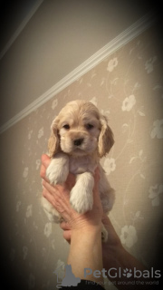 Photo №1. american cocker spaniel - for sale in the city of St. Petersburg | 608$ | Announcement № 9438