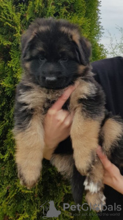Photo №4. I will sell german shepherd in the city of Brest. private announcement - price - 340$