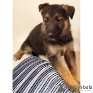 Photo №3. German Shepherd Dog Black & Tan for sale. United States