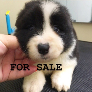 Photo №1. border collie - for sale in the city of Moscow | 942$ | Announcement № 2922