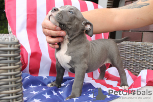 Additional photos: American Bully Pocket ABKC GrChampions