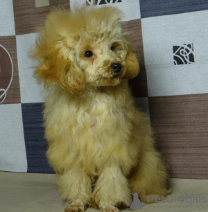 Photo №1. poodle (toy) - for sale in the city of Minsk | negotiated | Announcement № 128354