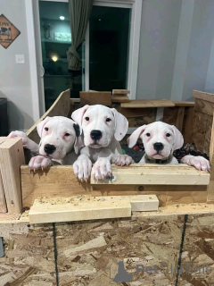 Photo №1. dogo argentino - for sale in the city of Флорида Сити | 1000$ | Announcement № 138956