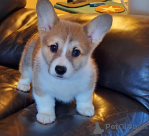 Photo №1. welsh corgi - for sale in the city of Stockholm | negotiated | Announcement № 113221