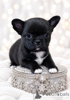 Photo №4. I will sell chihuahua in the city of Dnipro. from nursery, breeder - price - 619$