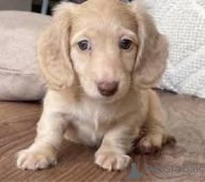 Photo №1. dachshund - for sale in the city of Warsaw | 723$ | Announcement № 167711