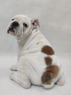 Photo №4. I will sell english bulldog in the city of Kharkov. private announcement, breeder - price - 600$