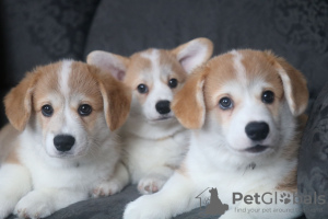 Photo №1. welsh corgi - for sale in the city of Mogilyov | 951$ | Announcement № 95666