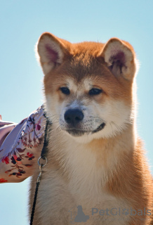 Additional photos: Akita Inu Boy (Hachiko)