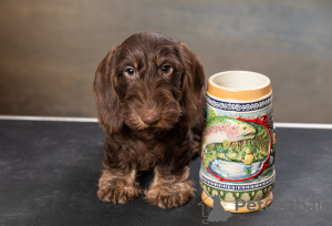 Photo №1. dachshund - for sale in the city of Москва | 586$ | Announcement № 123728