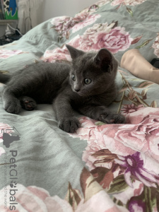 Photo №1. british shorthair - for sale in the city of Berlin | 211$ | Announcement № 52176