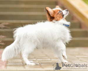 Photo №3. papillon puppies. Belarus