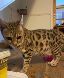 Photo №2 to announcement № 176771 for the sale of bengal cat - buy in Netherlands private announcement