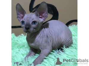 Photo №1. sphynx cat - for sale in the city of Uma Uain Leten | negotiated | Announcement № 10011