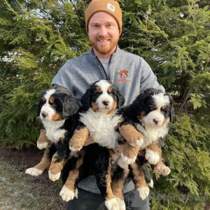 Photo №2 to announcement № 98600 for the sale of bernese mountain dog - buy in Sweden private announcement