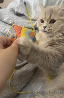 Photo №3. Cat. Georgia