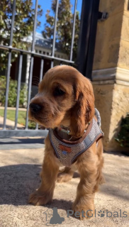 Photo №1. english cocker spaniel - for sale in the city of ALAVUS | 619$ | Announcement № 166700