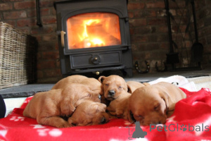 Photo №3. KC registered Labrador retriever puppies needing new homes. Sweden
