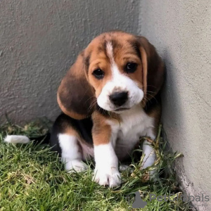 Additional photos: Fantastic litter of beagle puppies