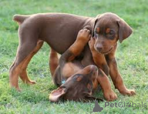 Photo №1. dobermann - for sale in the city of Berlin | 723$ | Announcement № 157200