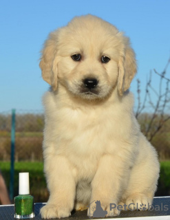 Photo №2 to announcement № 96468 for the sale of golden retriever - buy in Serbia 
