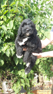 Photo №1. poodle (royal) - for sale in the city of Izhevsk | 405$ | Announcement № 13999