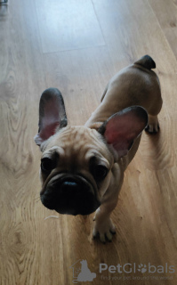 Photo №3. French Bulldog. Poland