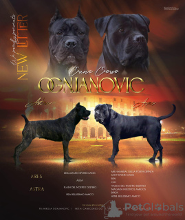 Photo №1. cane corso - for sale in the city of Бачка-Паланка | negotiated | Announcement № 64199
