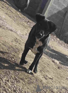Photo №2 to announcement № 157353 for the sale of non-pedigree dogs - buy in Serbia 
