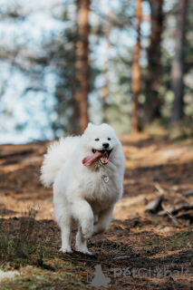 Photo №1. samoyed dog - for sale in the city of Pskov | negotiated | Announcement № 28124