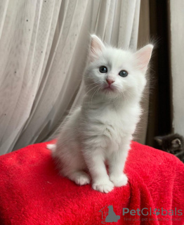 Photo №3. Turkish Angora Kittens Ready Now. Germany