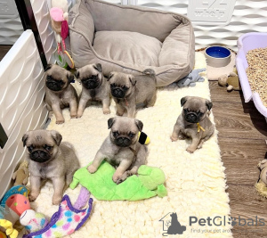 Photo №1. pug - for sale in the city of Bern | negotiated | Announcement № 123432