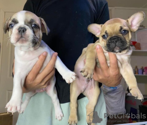 Photo №1. french bulldog - for sale in the city of Баха Малибу | negotiated | Announcement № 117278