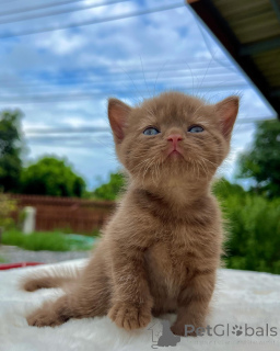 Photo №1. british shorthair - for sale in the city of Berlin | negotiated | Announcement № 167322